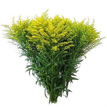 Solidago Carzan Glory | Wholesale Cut Flowers Direct