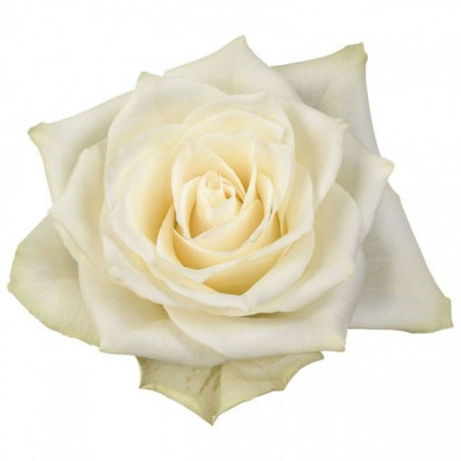 Picture of Rose Athena