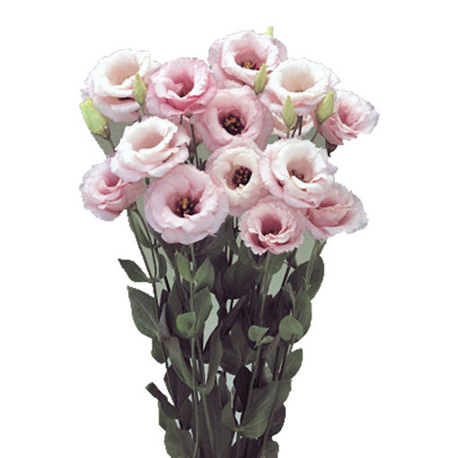 Picture of Lisianthus Arena Pink
