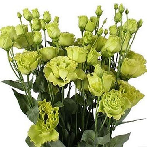 Picture of Lisianthus Rosanne Green