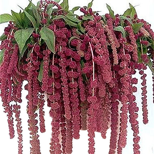 Picture of Amaranthus Rosary