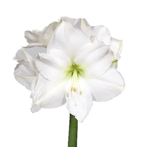 Picture of Amaryllis Christmas Gift