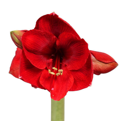 Picture of Amaryllis  Red Lion