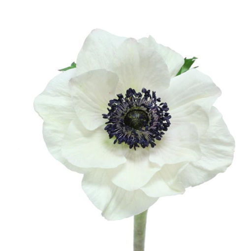 Picture of Anemone Marianne  Panda