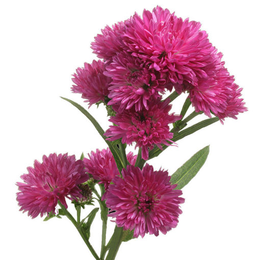 Picture of Aster Flash