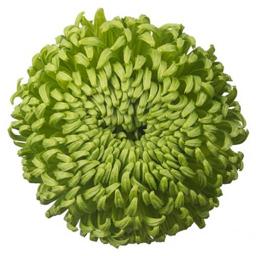 Picture of Chrysant. Ball Bombellini