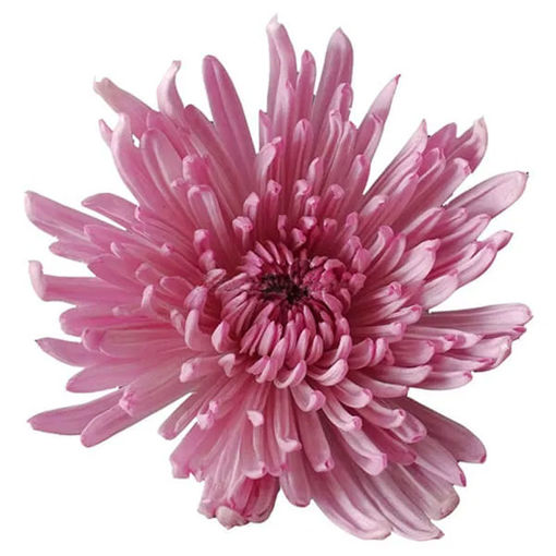 Picture of Chrysant. Anastasia Purple (lilac)