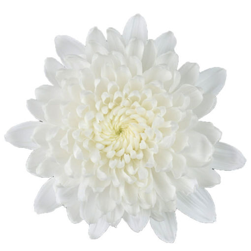 Picture of Chrysant. Disbud Gagarin
