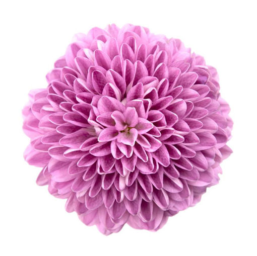 Picture of Chrysant. Ball Bombom