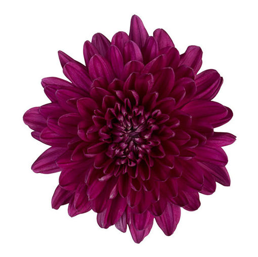 Picture of Chrysant. Disbud Andrea