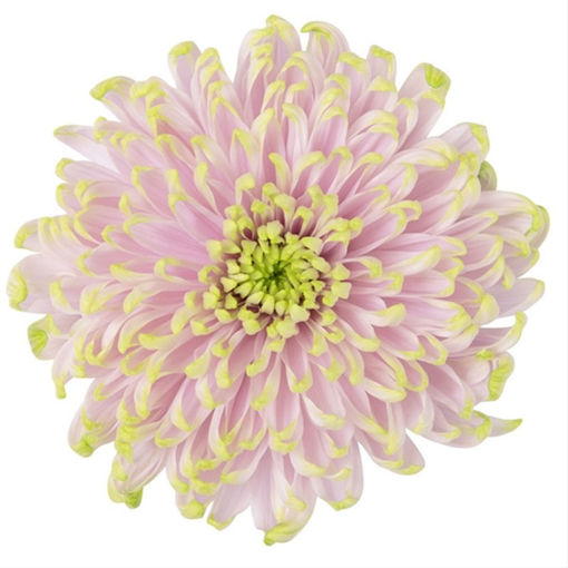 Picture of Chrysant. Disbud Rossano Charlotte