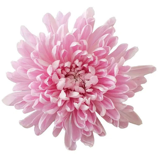 Picture of Chrysant. Anastasia Pink