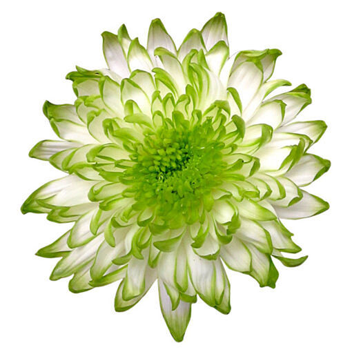 Picture of Chrysant. Disbud Zembla Lime