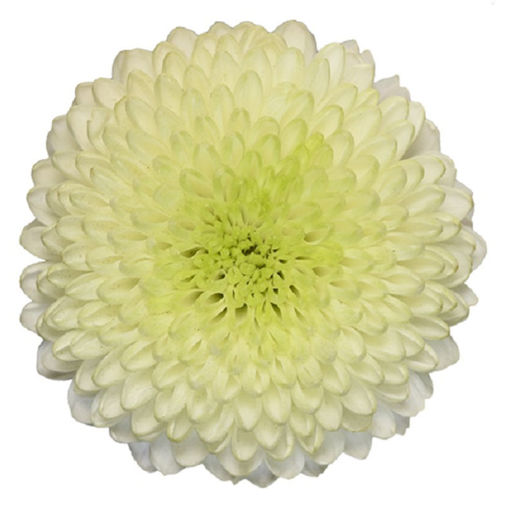 Picture of Chrysant. Ball Zonar