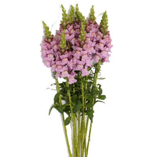 Picture of Antirrhinum Improved Lavender