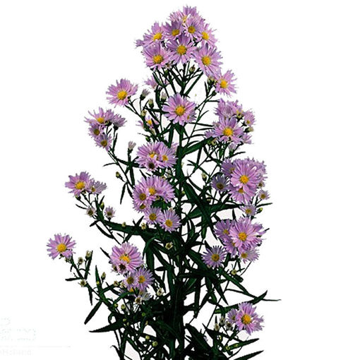 Picture of Aster Cassandra