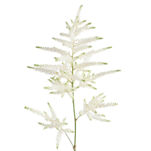 Picture of Astilbe Washington