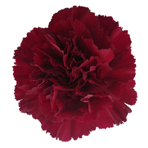 Picture of Carnation Burgundy