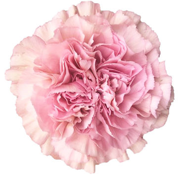 Carnation Lege Marron | Cut Carnations | Flower Suppliers Wholesale ...