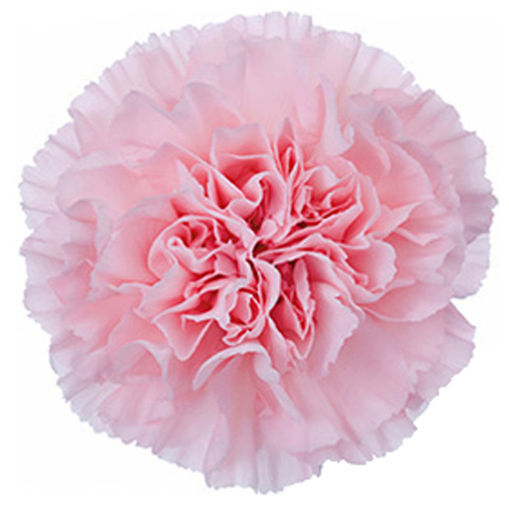 Picture of Carnation Pale Pink