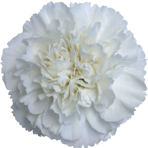 Picture of Carnation White