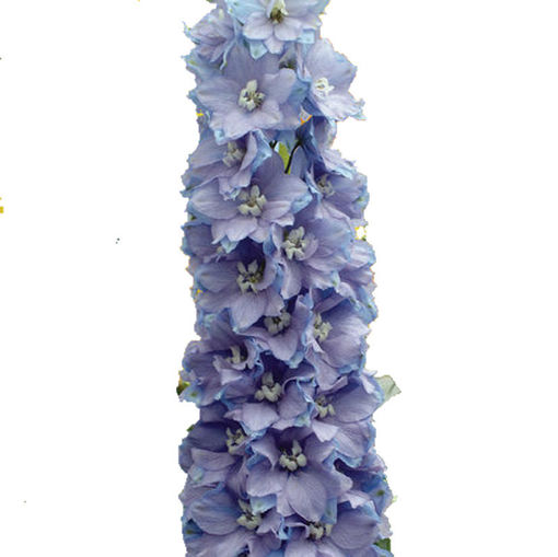 Picture of Delphinium Guardian Lavender