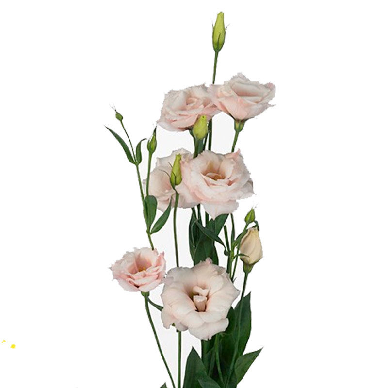 Lisianthus Arena Light Pink | Cut | Suppliers Wholesale Flowers Direct
