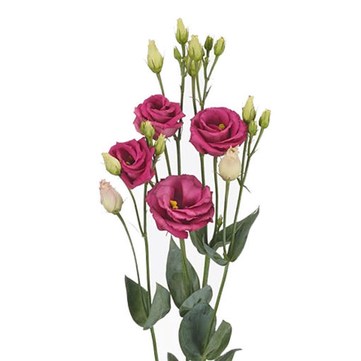 Picture of Lisianthus Rosita Red