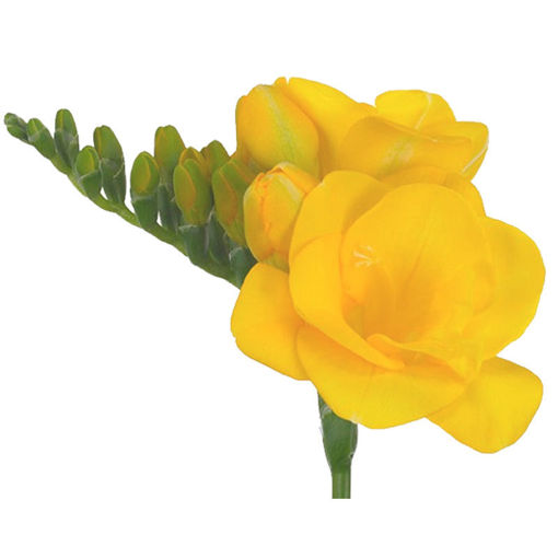 Picture of Freesia Soleil