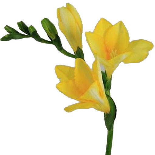Picture of Freesia Dukaat