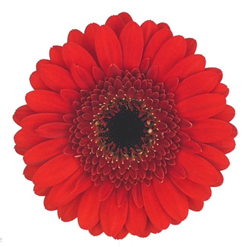 Germini Nirvana Cut Gerbera Germini Flower Suppliers Wholesale Flowers Direct