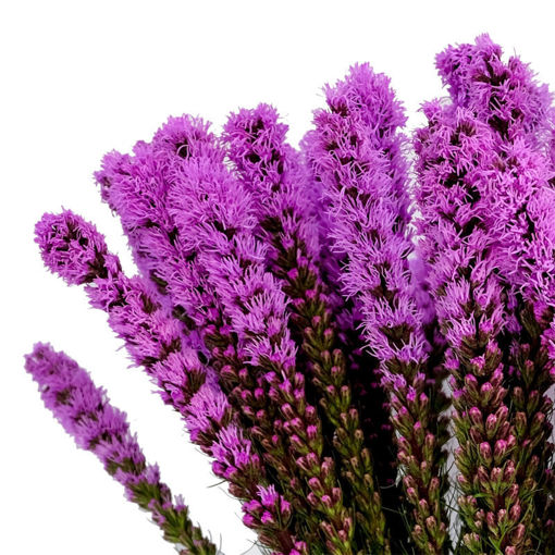 Picture of Liatris Callilepis