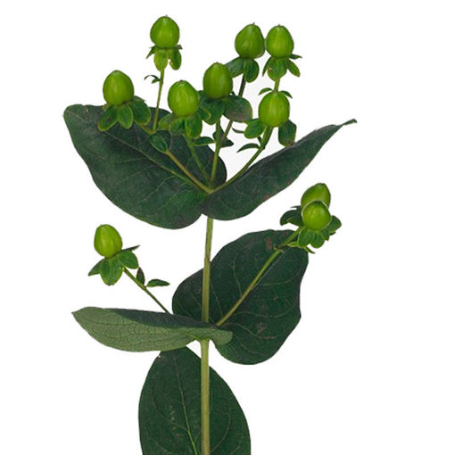 Picture of Hypericum Coco Bamboo