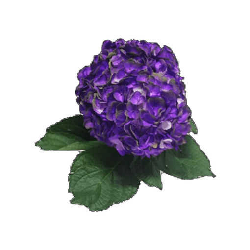 Picture of Hydrangea Dark Purple Amethyst