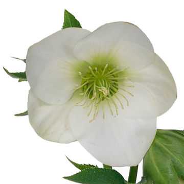 Helleborus Magnificent Bells | Wholesale Cut Flowers Direct