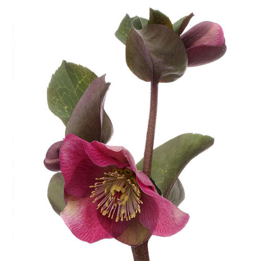 Picture of Helleborus Anna's Red