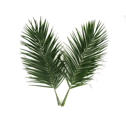 Picture of Phoenix Palm