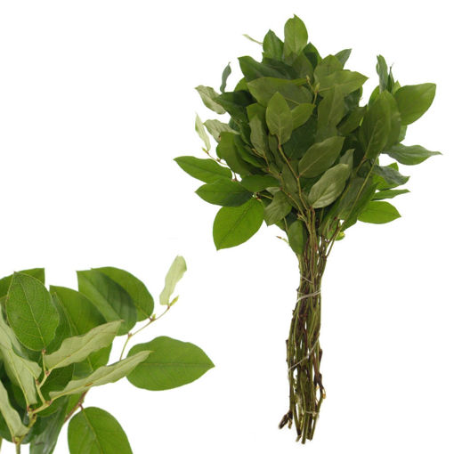 Picture of Salal Long