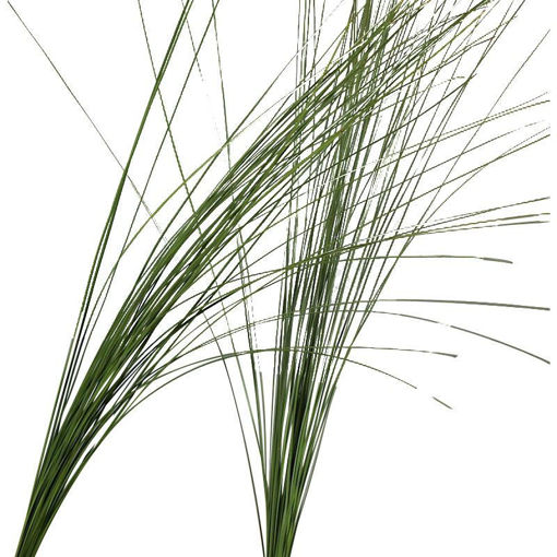 Picture of Steelgrass