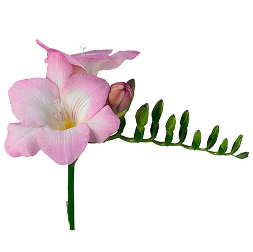 Picture of Freesia Orion