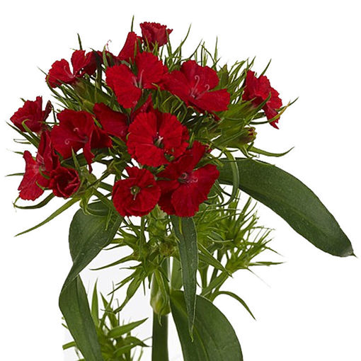 Picture of Dianthus Barbatus Red