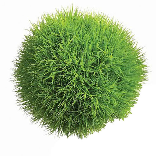 Picture of Dianthus Green Trick