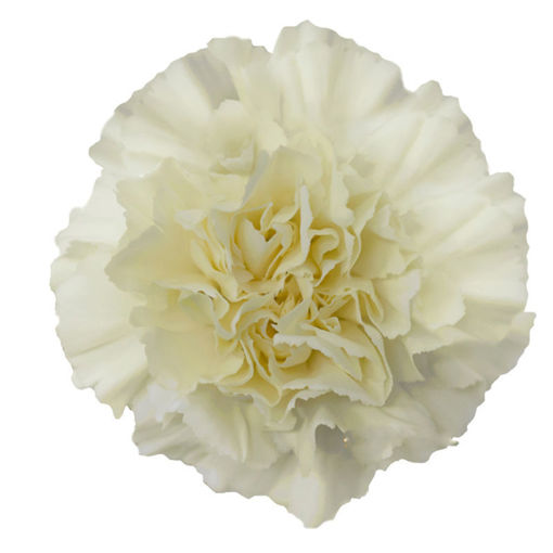 Picture of Carnation Diletta Cream