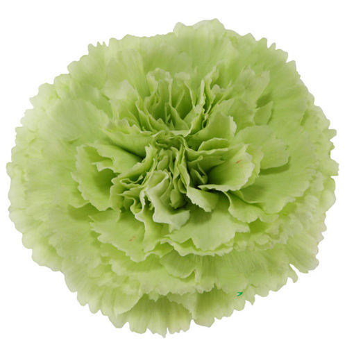 Picture of Carnation Green