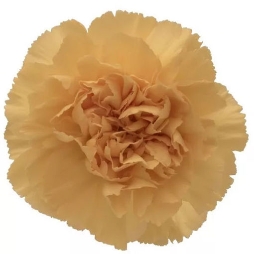 Picture of Carnation Gold