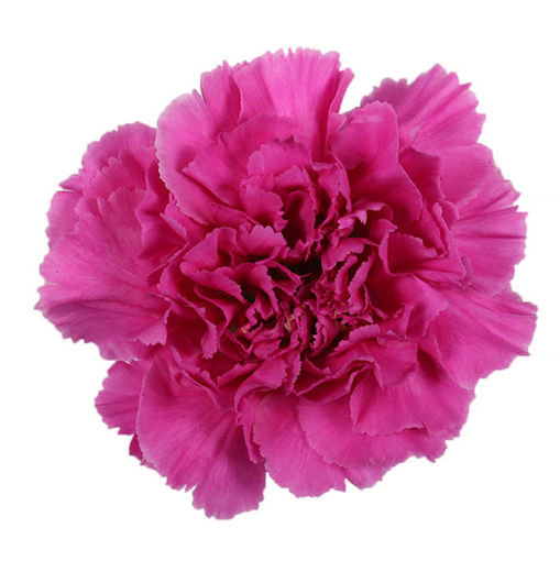Picture of Carnation Farida