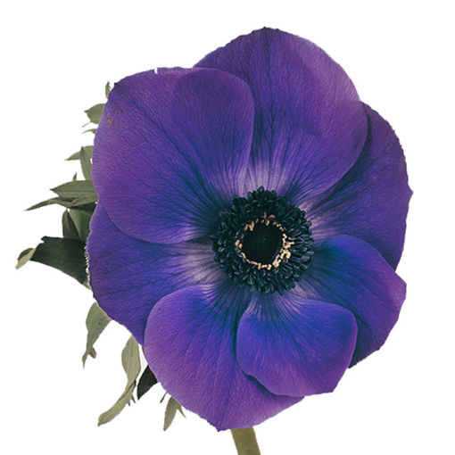 Picture of Anemone Galil Blue
