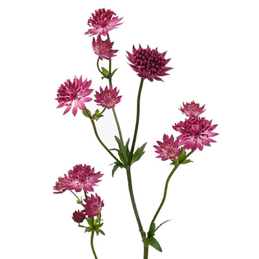 Picture of Astrantia Star of Love