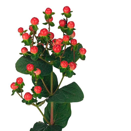Picture of Hypericum Tomato Flair