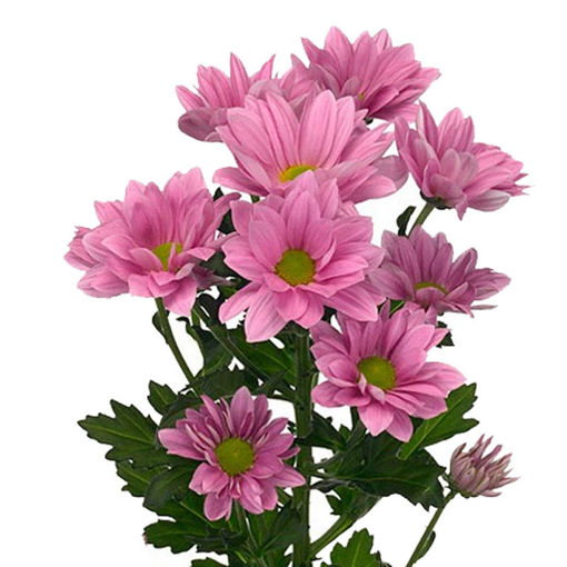 Picture of Chrysant. Spray Grand Pink